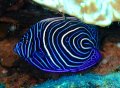 Juvenile Emperor Angelfish